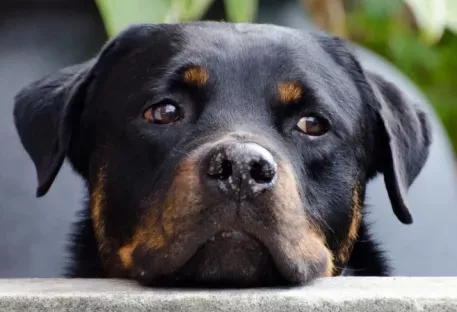 Tabac et souffrance animale 